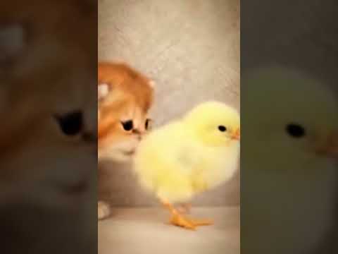 so cute #shorts#viral #trending #shortsvideo