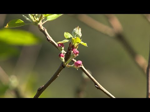 Maçã - Quebra de dormência