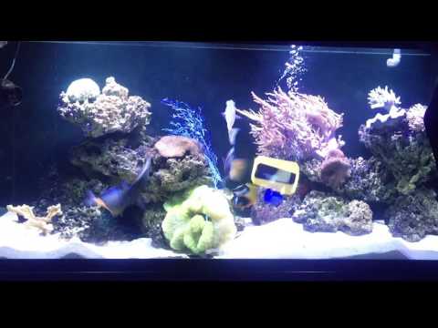 Flattop W6 Kenxinda IP68 4G Waterproof 4.5" Rugged Smartphone