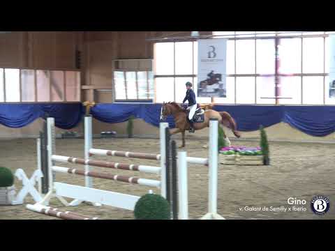 Gino - Wallach - 2017 geboren (Galant de Semilly x Iberio)