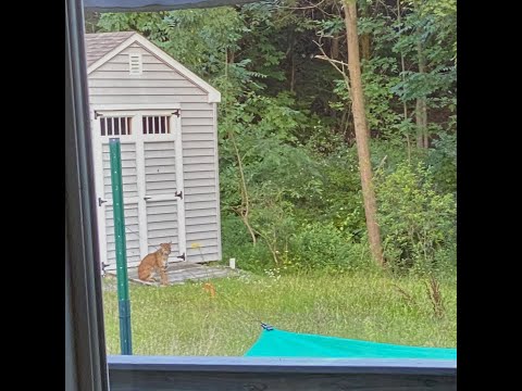 Bobcat in upstate NY