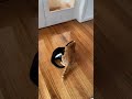 Cute Tuxedo Cat And Ginger Cat Love Fight