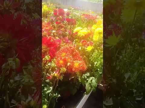 Dalia -flores en vivero Alicante