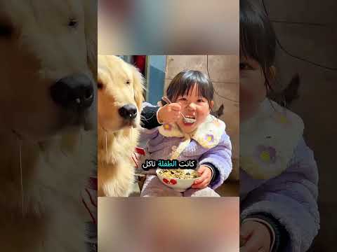 الكلب الذي غيّر حياتها.# #trending #shorts #viralvideo