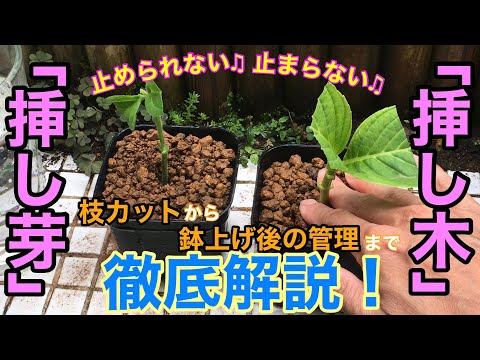 挿し木の成長を促進するアイデアはありますか？柳の水で水をやれますか？  庭園