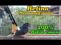 Murai Betina Memanggil Jantan 100 Bikin Emosi