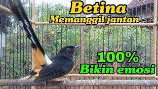 Download lagu Murai betina Memanggil jantan 100% Bikin emosi mp3 Download lagu Murai betina Memanggil jantan 100% Bikin emosi mp3