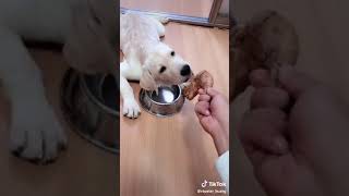 Labrador dog best friendship WhatsApp status