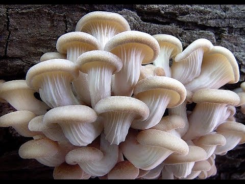 Kung paano ituring ang mga halamang-singaw sa pagitan ng mga daliri sa paa sa mga buntis na kababaih Fungus ilalim ng mga kuko pambansang paggamot