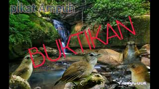Download lagu Suara Pikat Pelanduk Semak Dan Pelanduk Bukit Paling Ampuh mp3 Download lagu Suara Pikat Pelanduk Semak Dan Pelanduk Bukit Paling Ampuh mp3