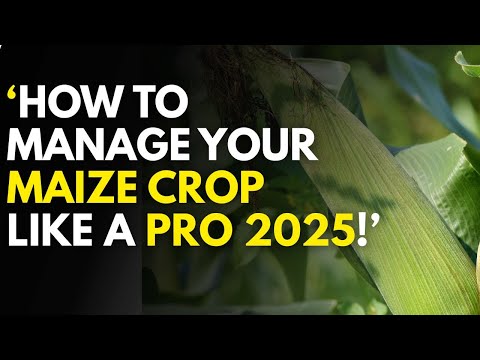 Green vs Dry Maize Farming in Kenya Which is More Profitable in 2025