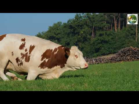 Cows Have Best Friends and Get Stressed When They’re Separated
