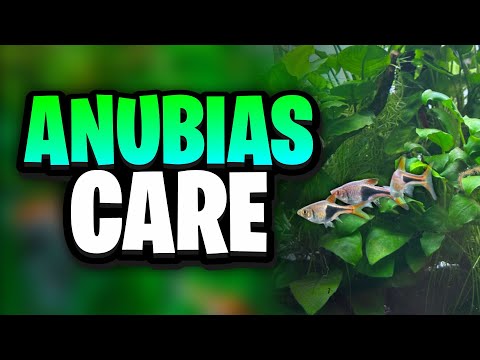 Anubias-Pflegeanleitung – Alles, was Sie für das Gedeihen von Anubias-Pflanzen wissen müssen!