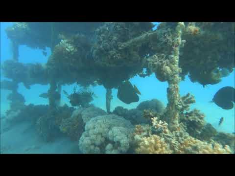 2017-11-23, Egypt, Safaga, FreeDiving, Hausriff