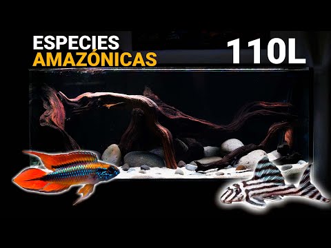 El nuevo acuario para especies amazónicas (110L) | Montaje completo