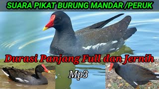 Download lagu SUARA PIKAT MANDAR/PERUK || DURASI PANJANG & JERNIH #suaraburung #pikatburung #burung #mandar#peruk mp3 Download lagu SUARA PIKAT MANDAR/PERUK || DURASI PANJANG & JERNIH #suaraburung #pikatburung #burung #mandar#peruk mp3