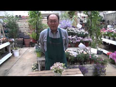 タニウツギについて詳しく解説