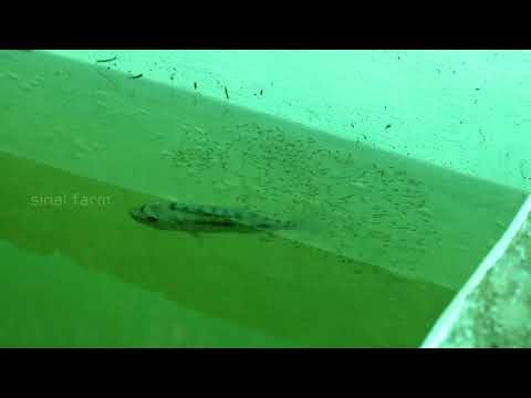 super mom's.... its awesome to watch