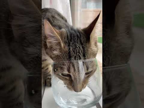 How much water does a kitten drink?