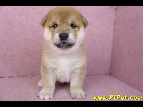 01/16赤色柴犬母幼犬2號