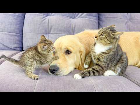 YouTube 썸네일
