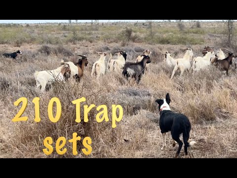 210 Trap sets