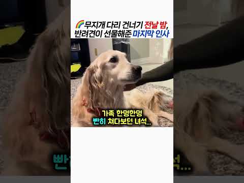 🌈무지개 다리 건너기 전날 밤, 반려견이 선물해준 마지막 인사