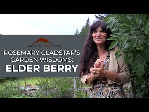 Rosemary Gladstar's Garden Wisdoms: Elderberry Medicine