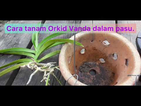 , title : 'Cara tanam Orkid #Vanda//dipasu supaya kelembapan lebih bertahan.'