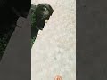 big snake caught with rope  shorts