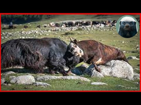 Bull vs Yak Insanely Brutal Moments Of Bull vs Yak Hunting Their Prey Caught On Camera