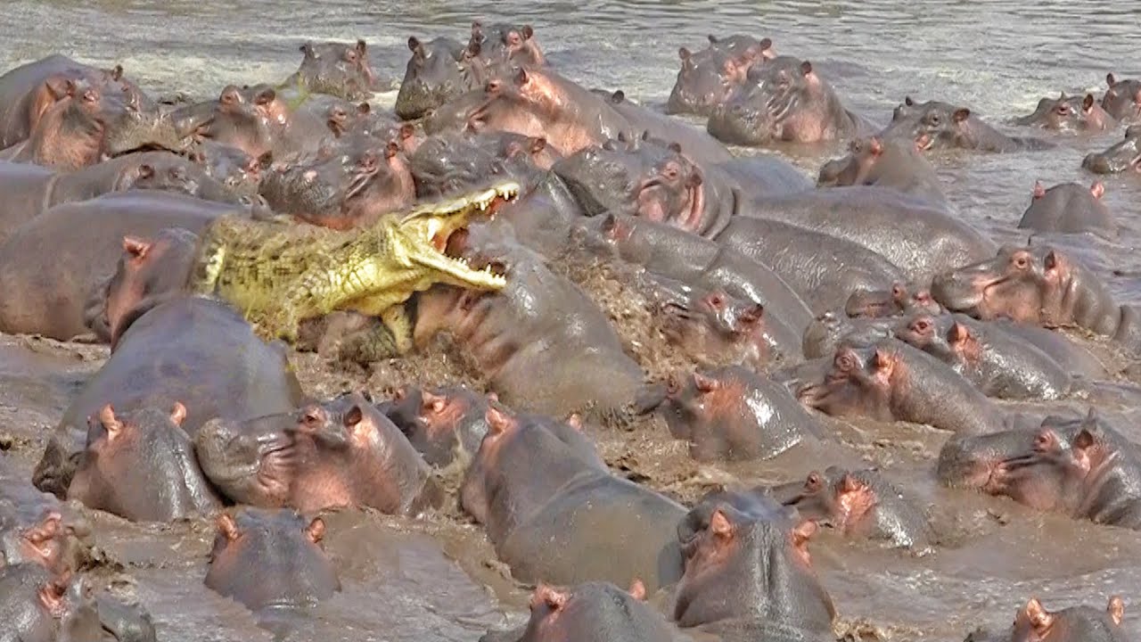蠢鱷魚妄想突襲河馬寶寶 慘遭河馬群爆走圍剿