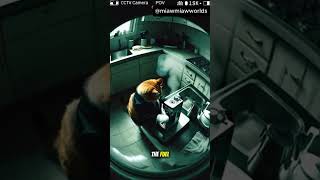 I Finally Checked My CCTV at 3 AM (Agent Cat Caught) 🤫 #catlovers #cat #cctv #spycat #secretagent