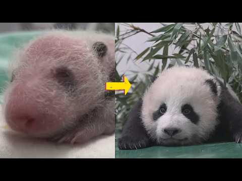 Gansu’s First Panda Baby Turns 100 Days! 🐼🎉