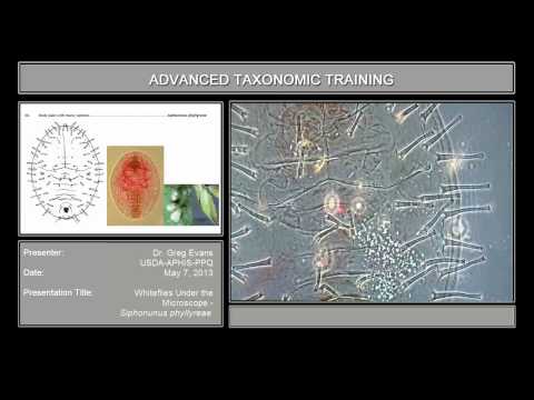 Whiteflies under the microscope - <em>Siphoninus phillyreae</em>
