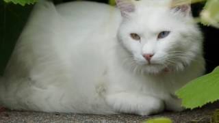 Turkish Angora cat History, Personality, Health, Care