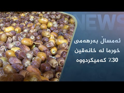 بەڤیدیۆ.. ئەمساڵ بەرهەمی خورما لە خانەقین 30% كەمیكردووە