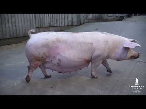 Moving Pigs at Cannon Hall Farm