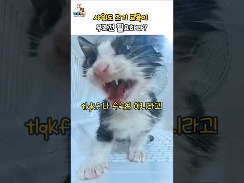 수속성 고양이 가스라이팅