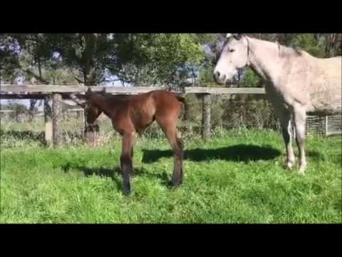 Bay Filly by Canford Cliffs from Shelta at 8 hours old