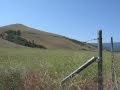 Yakima Wild Horses