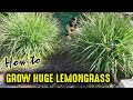 Grow HUGE Lemongrass Plants In Your Garden!
