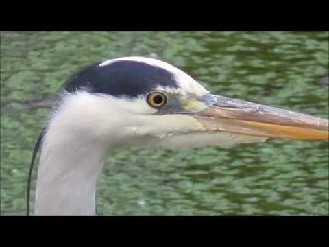 Grey Heron Close-up & Catching Fish