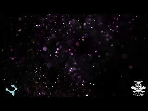 PTV live with Special guest Mixmaster Morris