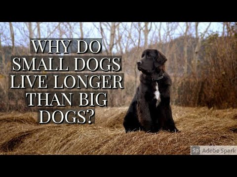 WHY DO SMALL DOGS LIVE LONGER THAN BIG DOGS?#shorts#youtube#youtubeshorts#short#shortvideo#trending