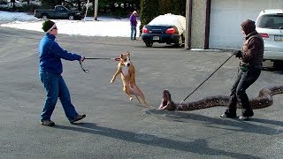 STRANGEST Animals People Keep As Pets!