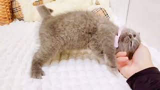 ブリティッシュショートヘアの動画01