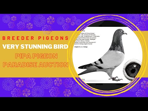 Perfect For Breeding Loft | Pipa Pigeon Paradise Auction | Racing Pigeons | Racer Kabutar