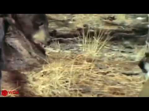 The Lucky Bear Escaped Out Of Clutches Hungry Puma | Animal Hunting