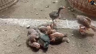 Download lagu Tips Memilih Anak Ayam Bangkok Asli Berkualitas mp3 Download lagu Tips Memilih Anak Ayam Bangkok Asli Berkualitas mp3